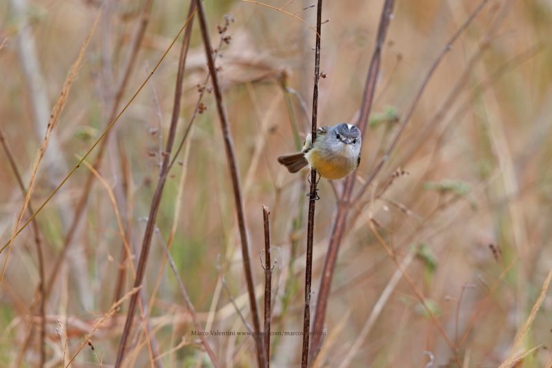 White-crested Tyrannulet - Serpophaga subcristata