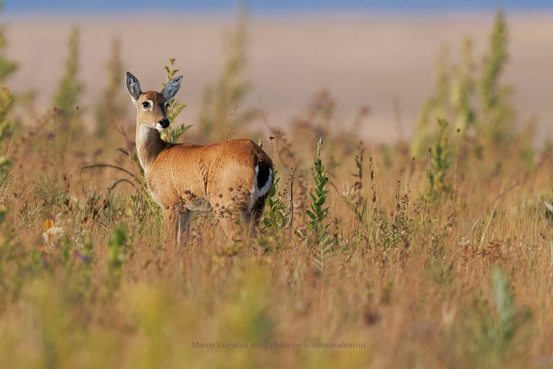 Pampa's deer - Ozotoceros bezoarticus