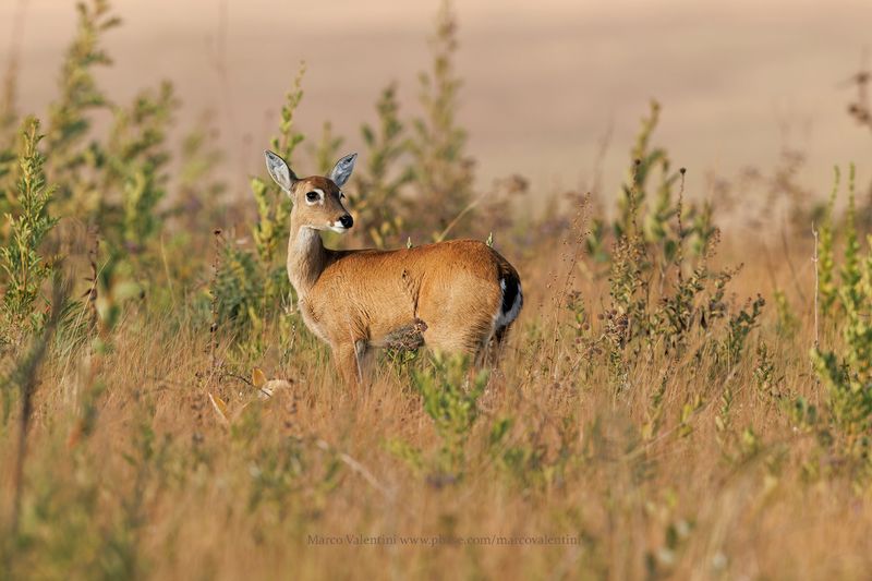 Pampa's deer - Ozotoceros bezoarticus