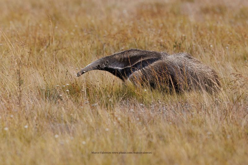 Giant anteater - Myrmecophaga trydactyla