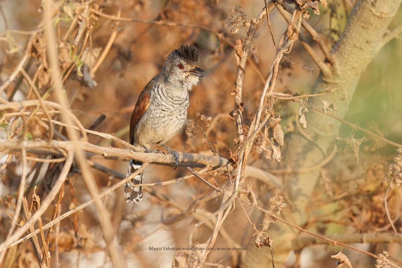 Rufous-winged Antshrike - Thamnophilus torquatus