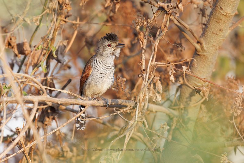 Rufous-winged Antshrike - Thamnophilus torquatus