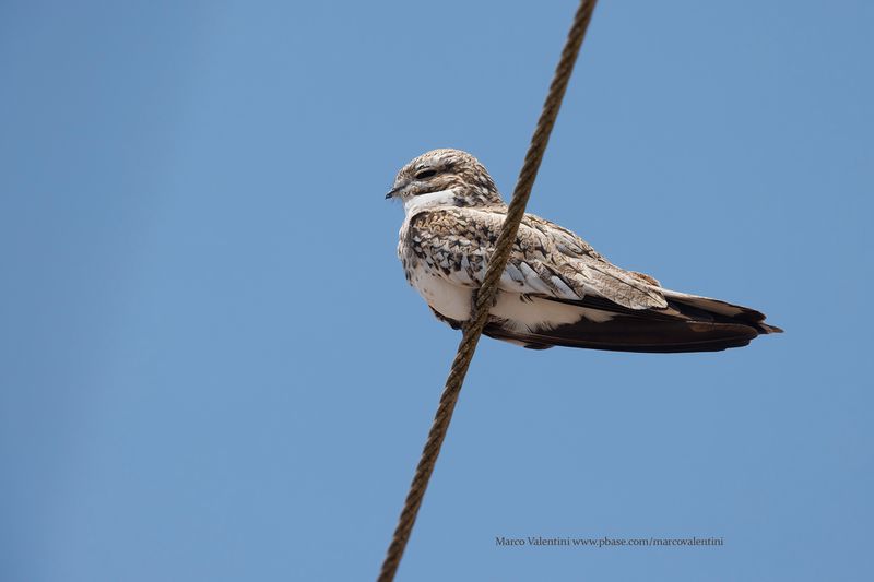 Sand-colored Nighthawk - Chordeiles rupestris