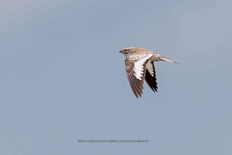 Sand-colored Nighthawk - Chordeiles rupestris