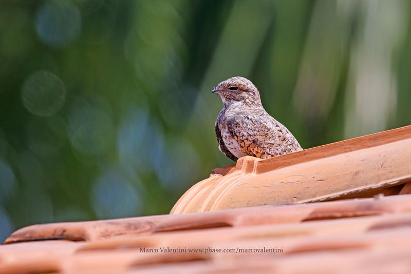 Sand-colored Nighthawk - Chordeiles rupestris