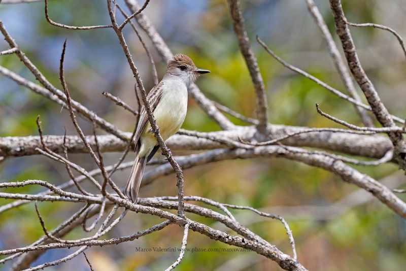 Brown-crested Flycatcher - Myiarchus tyrannulus
