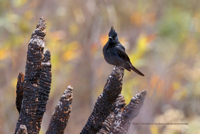 Crested Black Tyrant - Knipolegus lophotes