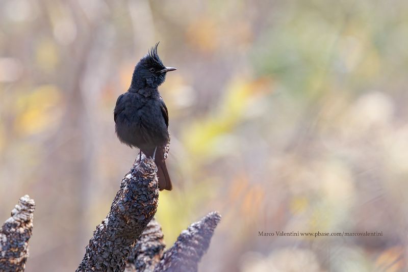 Crested Black Tyrant - Knipolegus lophotes