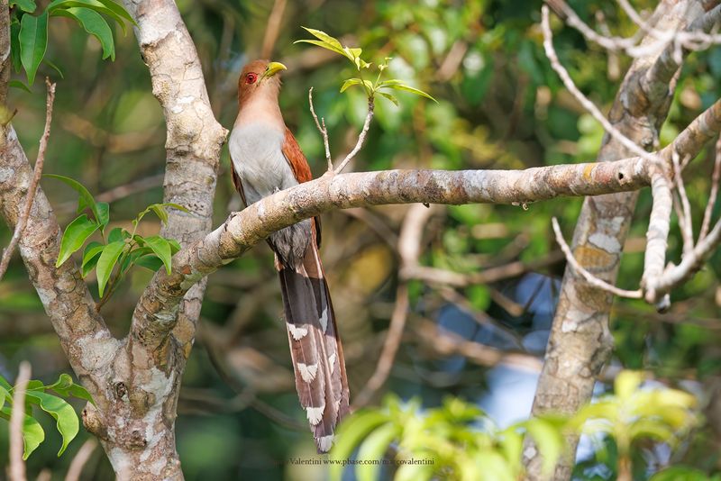 Squirrel cuckoo - Piaya cayana