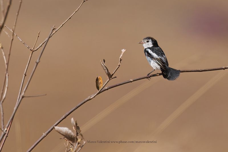 Cock-tailed Tyrant - Alectrurus tricolor