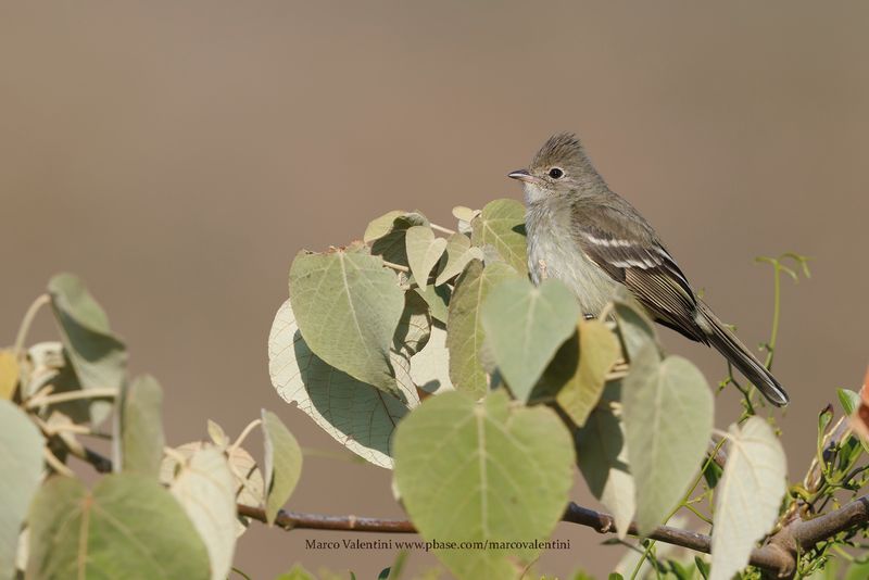 Yellow-bellied Elaenia - Elaenia flavogaster