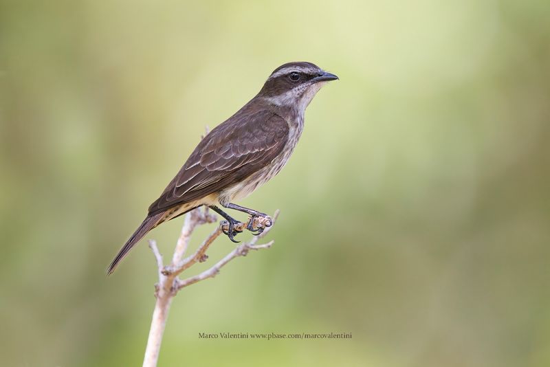 Piratic Flycatcher - Legatus leucophaius