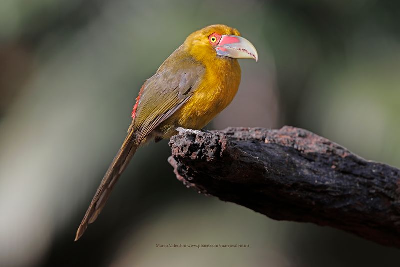 Saffron toucanet - Pteroglossus bailloni