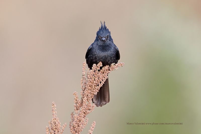 Crested Black Tyrant - Knipolegus lophotes