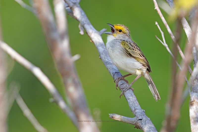 Yellow-browed Sparrow - Ammodramus aurifrons