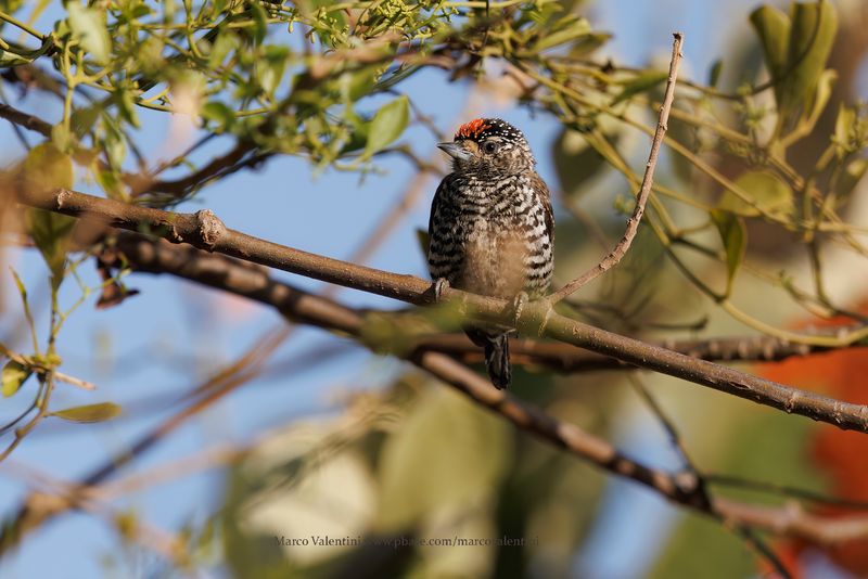White-barred Piculet - Picumnus cirratus