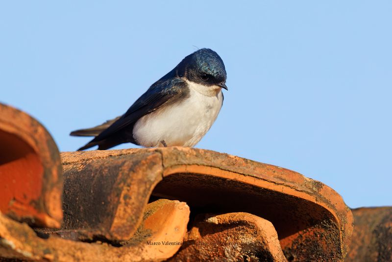 Blue-and-white Swallow - Pygochelidon cyanoleuca