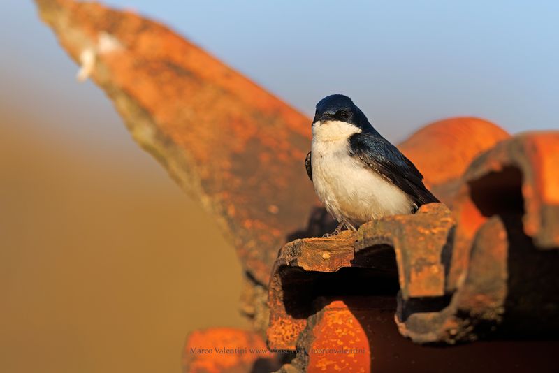 Blue-and-white Swallow - Pygochelidon cyanoleuca