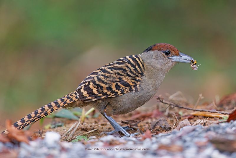 Giant Antshrike - Batara cinerea
