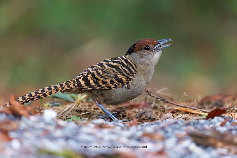 Giant Antshrike - Batara cinerea