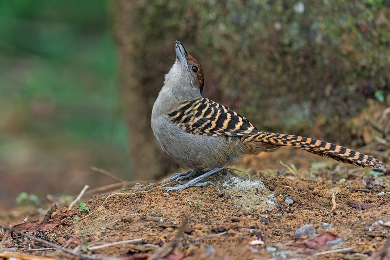 Giant Antshrike - Batara cinerea