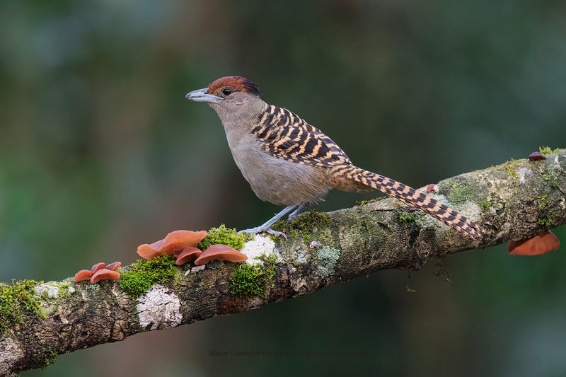 Giant Antshrike - Batara cinerea