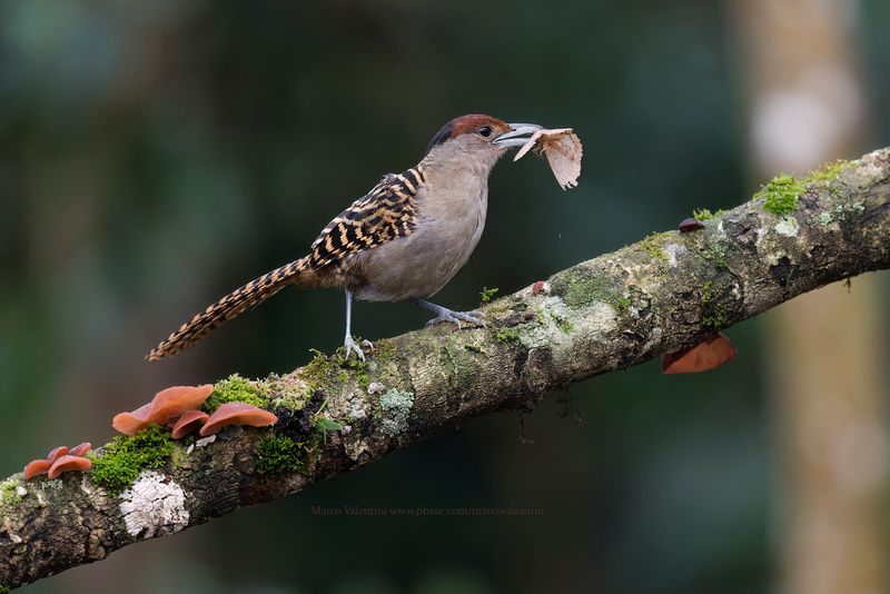 Giant Antshrike - Batara cinerea