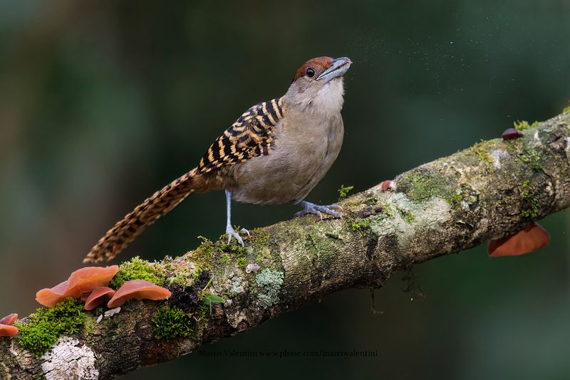Giant Antshrike - Batara cinerea