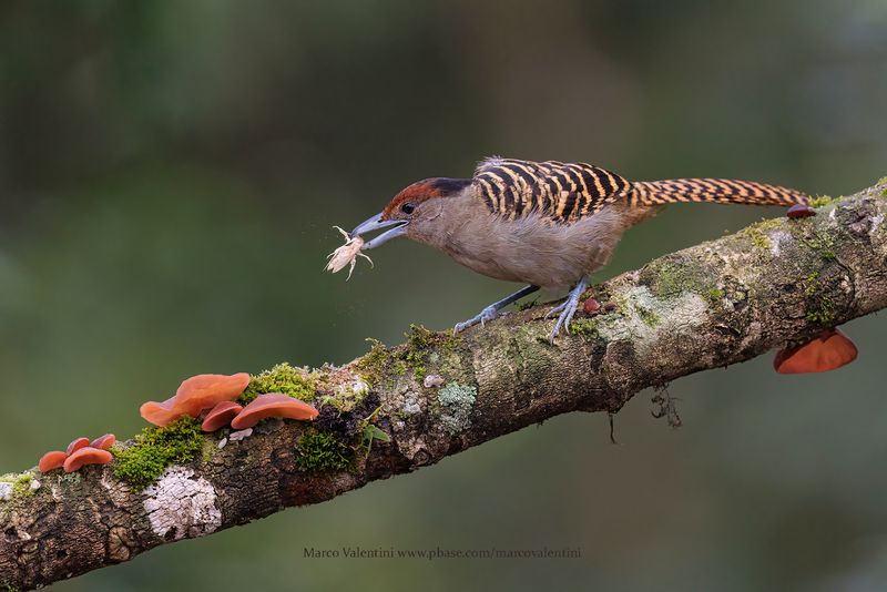 Giant Antshrike - Batara cinerea