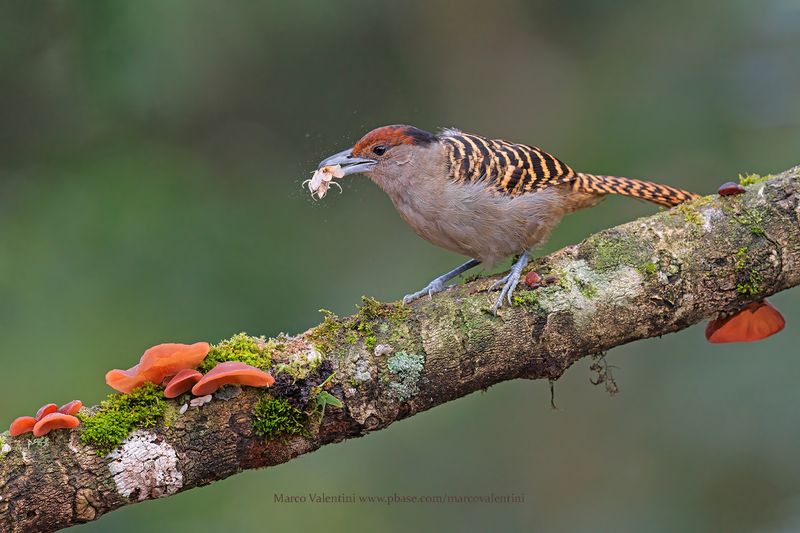 Giant Antshrike - Batara cinerea