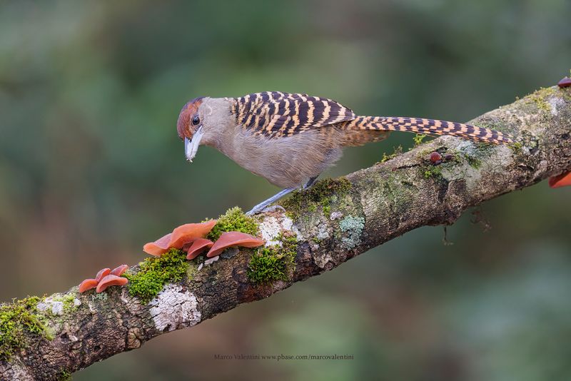 Giant Antshrike - Batara cinerea