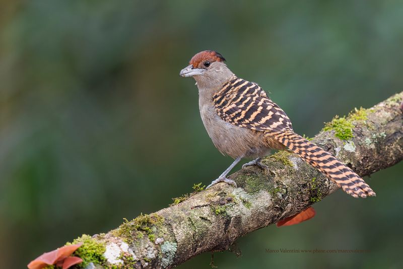 Giant Antshrike - Batara cinerea