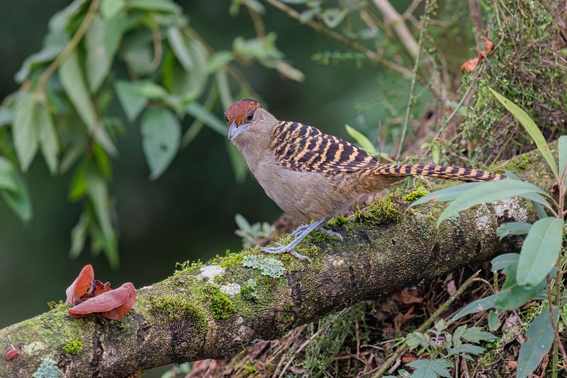 Giant Antshrike - Batara cinerea