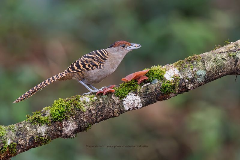 Giant Antshrike - Batara cinerea