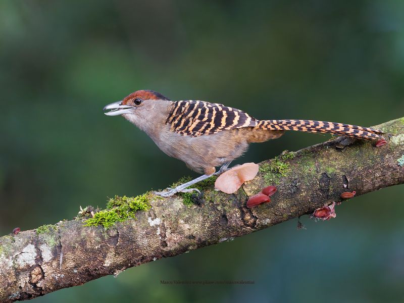 Giant Antshrike - Batara cinerea