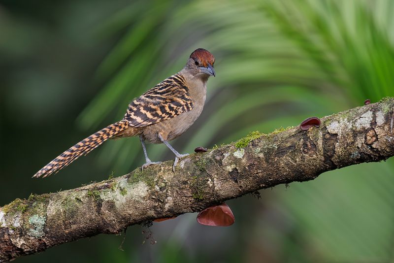 Giant Antshrike - Batara cinerea