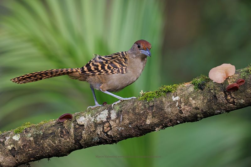 Giant Antshrike - Batara cinerea