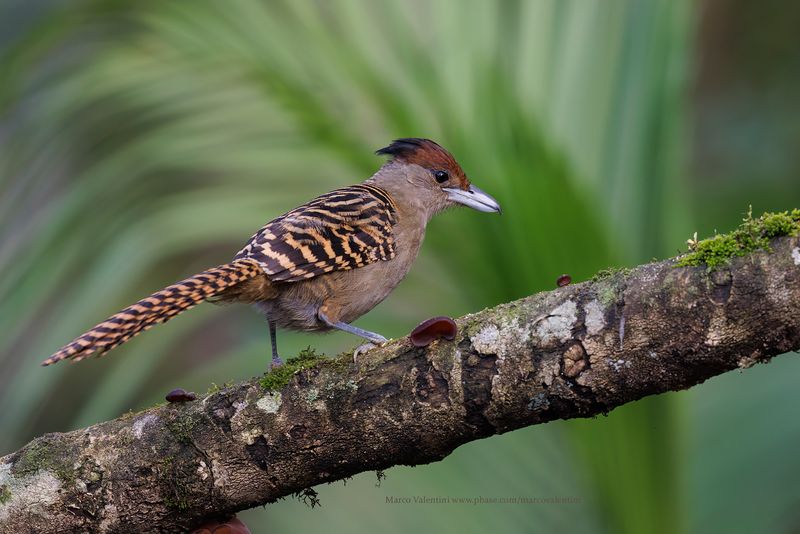 Giant Antshrike - Batara cinerea
