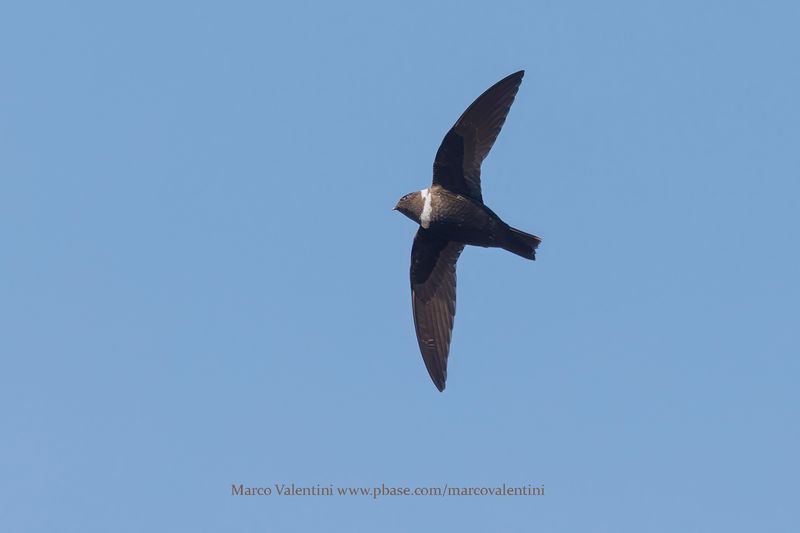 White-collared Swift - Streptoprocne zonaris