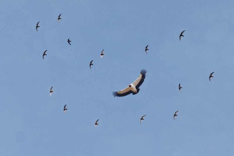 Great Dusky Swift - Cypseloides senex