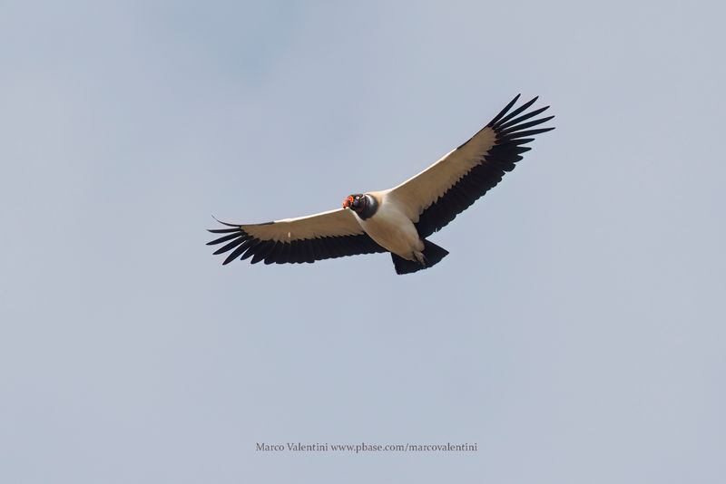 King Vulture - Sarcoramphus papa