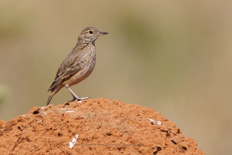 Campo Miner - Geositta poeciloptera