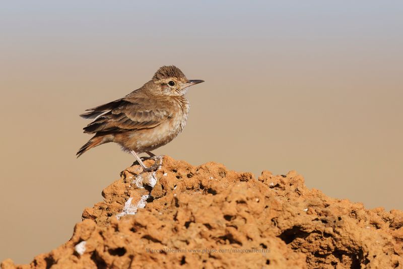 Campo Miner - Geositta poeciloptera