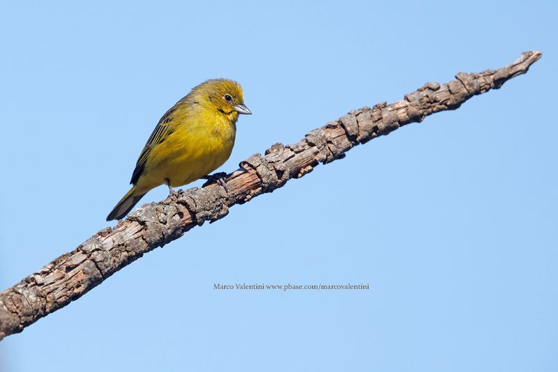 Stripe-tailed Yellow-Finch - Sicalis citrina