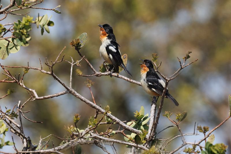 White-rumped Tanager - Cypsnagra hirundinacea