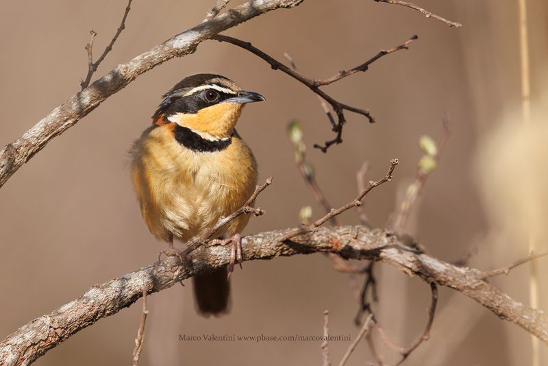 Collared Crescentchest Melanopareia torquata