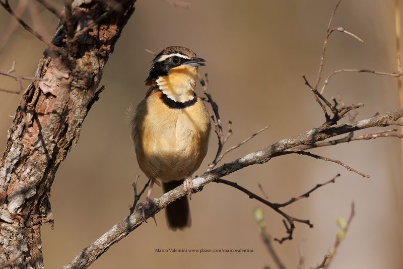 Collared Crescentchest Melanopareia torquata