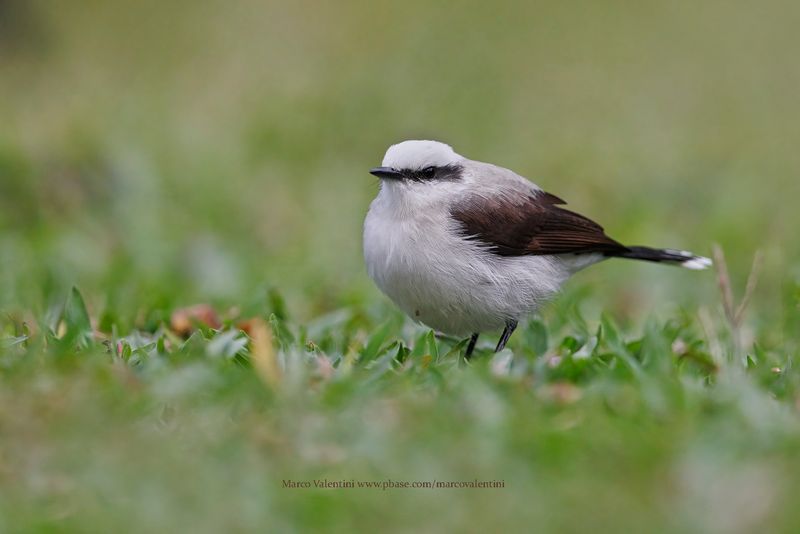 Masked Water-Tyrant - Fluvicola nengeta