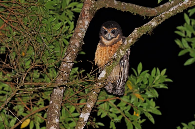 Tawny-browed Owl - Pulsatrix koeniswaldiana