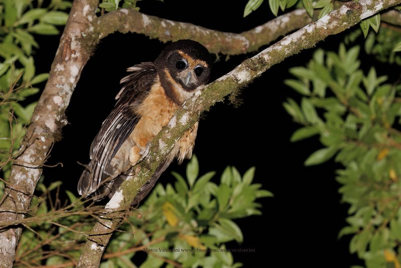 Tawny-browed Owl - Pulsatrix koeniswaldiana